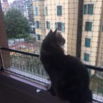 ProtectionChat_Zip_enjoys_the_view