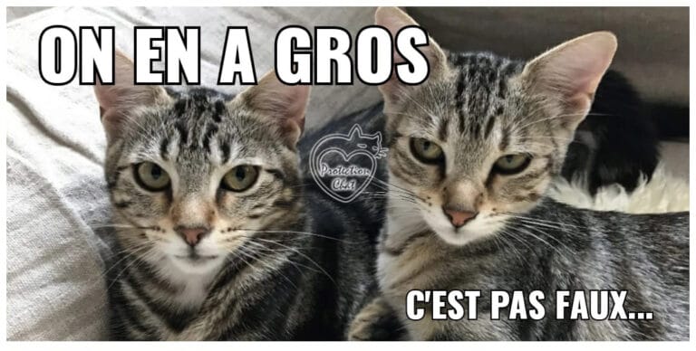 Terrasse Securisee ProtectionChat.ch 04