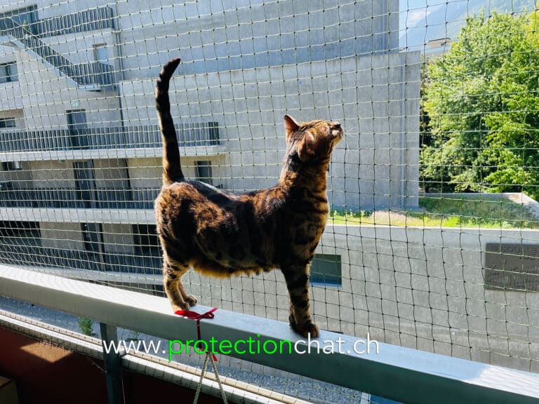 bengali cat safety net 04