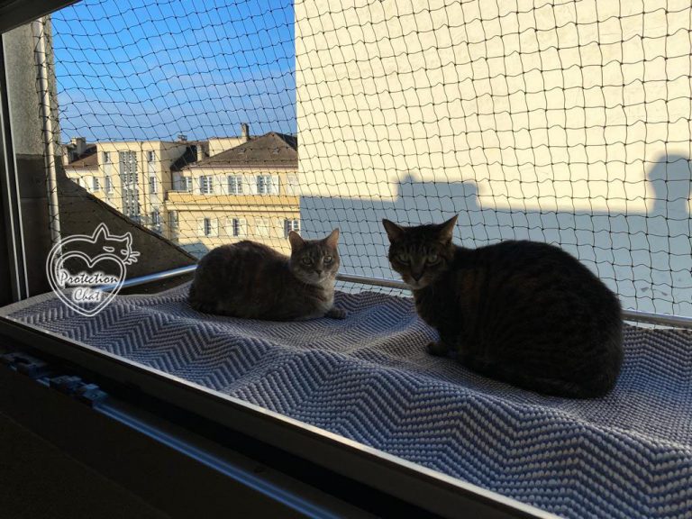 cat enclosure on a window 02