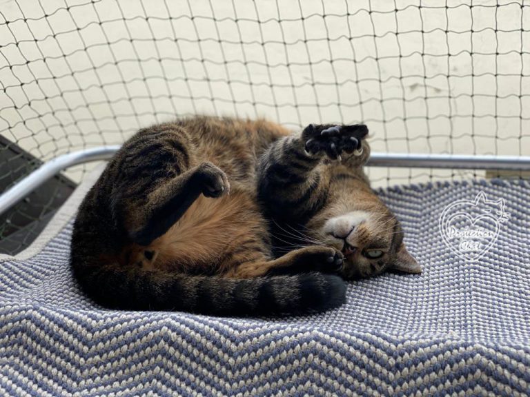 cat enclosure on a window 03