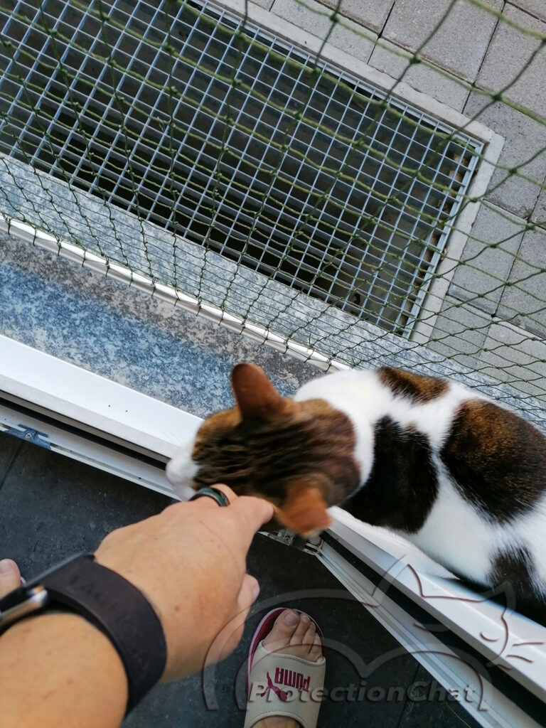 cat safety net without drilling holes 5