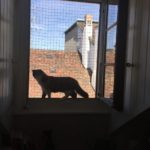 protection_chat_cadre_sans_percement