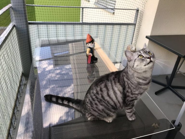 a happy cat